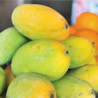 (fresh) Chinna Rasalu Mango 3kg (Delivery b/w 20-21st May)
