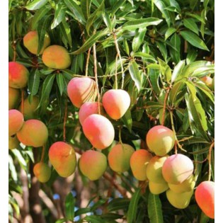 (Fresh) Suvarna Rekha Mangoes per box (Delivery b/w 20-21st May)