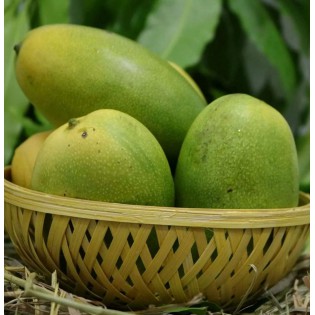 (fresh) Cheruku Rasalu Mangoes 3kg (Delivery b/w 20-21st May)