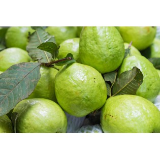(Fresh) Indian Guava