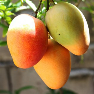 (Fresh) Amrapalli Mangoes 3 kg (Delivery b/w 4th-5th june)
