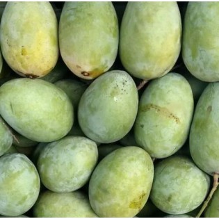 (Fresh) Malda Mangoes 2.7- 3.1kgs (Delivery b/w 17-18th June)