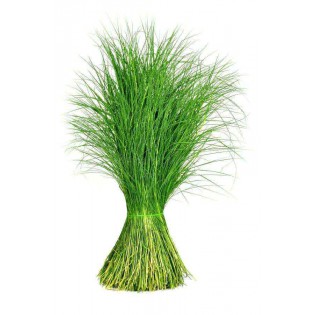 (Fresh) Bermuda grass (garka)