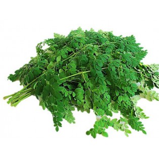 (Fresh) Drumstick Leaves 100 gms (Packed)