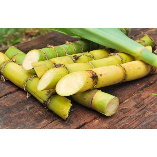 (Fresh) Sugarcane 500 gms (Approx)