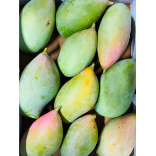 (Fresh) Totapuri Raw Mangoes 1kg (Hard and Soft)