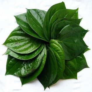 (Fresh) Paan Leaves (Betel Leaf) Per Pc