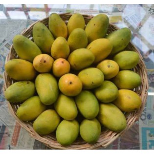 (Fresh) Dasheri Indian Mangoes 3kg (Delivery b/w 29-30th April)