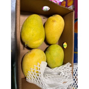 (Fresh) Badami/Banganapalli Indian Mangoes 4Pcs (1.5kg) (Avail from 03/05)