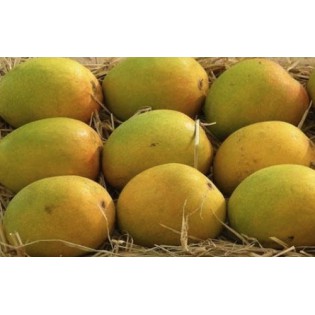 (Fresh) Pairi Indian Mangoes (12 Pcs)