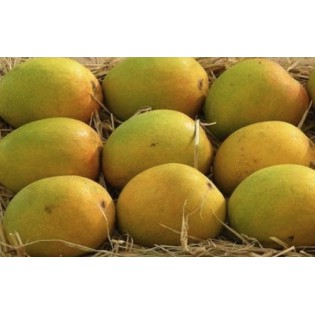 (Fresh) Pairi Indian Mangoes (Delivery b/w 13th-15th May)