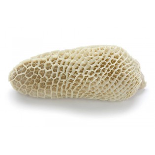 (Fresh) Beef Tripe