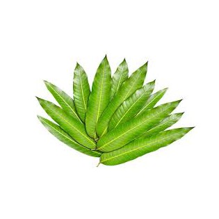 (Fresh) Mango leaves 10pcs