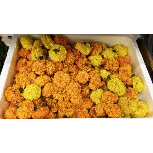 (Fresh) Marigold Flower