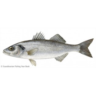 (Fresh) Seabass Fish