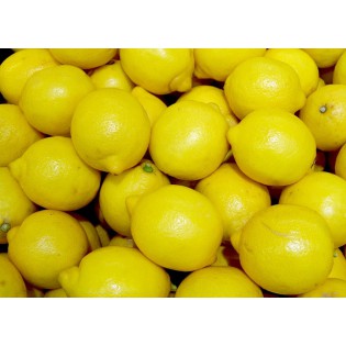 (Fresh) Lemon Yellow x 3