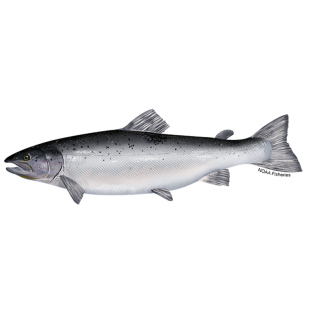 (Fresh) Salmon Fish