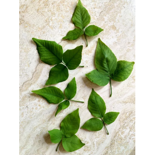 (Fresh) Beal Leaves (Bail Patta)
