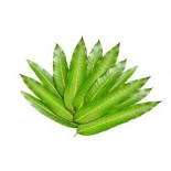 (Fresh) Mango leaves 5pcs
