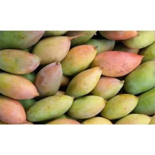 Totapuri Mangoes 1kg