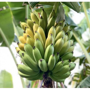 (Fresh) Apple Banana