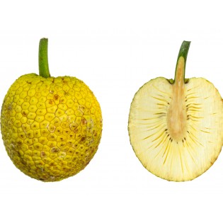 (Fresh) Breadfruit Per Pc