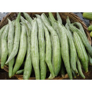 (Fresh) Snake Gourd